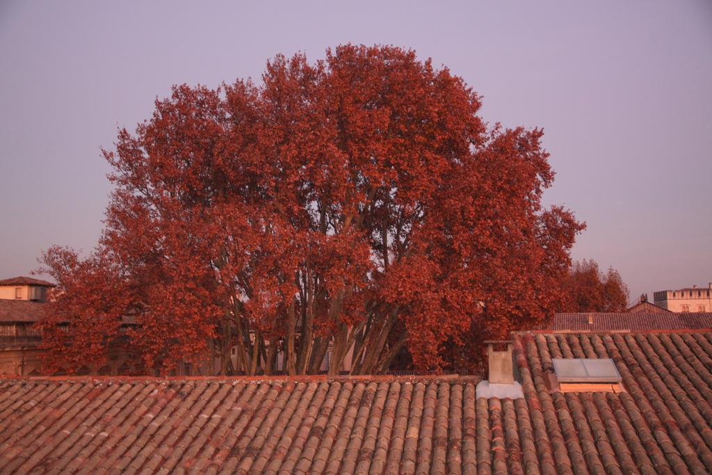 A La Terrasse D'Avignon Daire Dış mekan fotoğraf